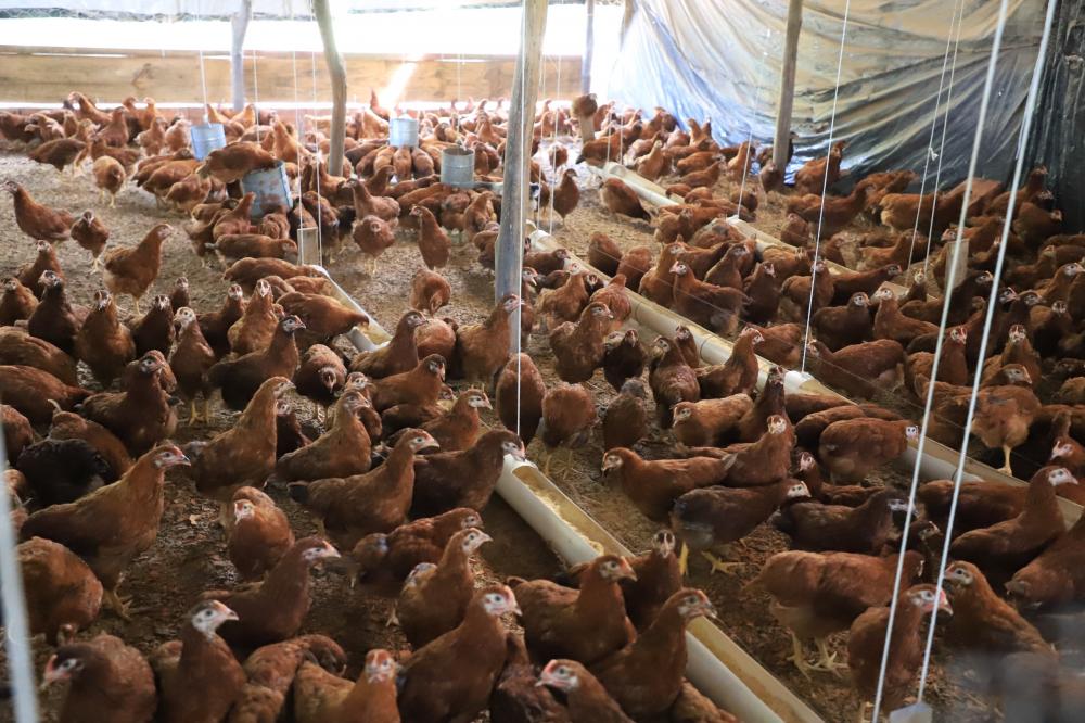 Secretaria de Agricultura promove curso de Avicultura para os produtores do município
