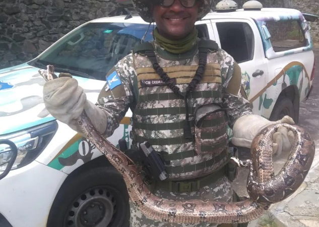 Cobras são encontradas em três diferentes bairros de Salvador no mesmo dia