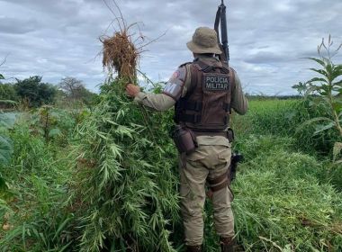 PM destrói 22.300 pés de maconha no norte da Bahia