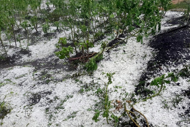 Produtores rurais prejudicados por chuva de granizo devem ter cautela