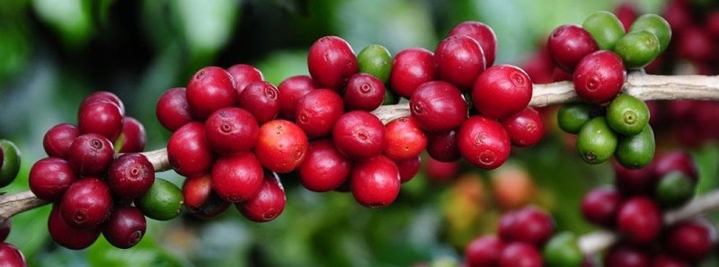 Exportações do agro mineiro batem novo recorde