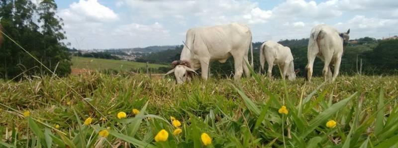 Uso de pasto consorciado de gramíneas com leguminosas diminui impacto ambiental e eleva valor nutritivo 