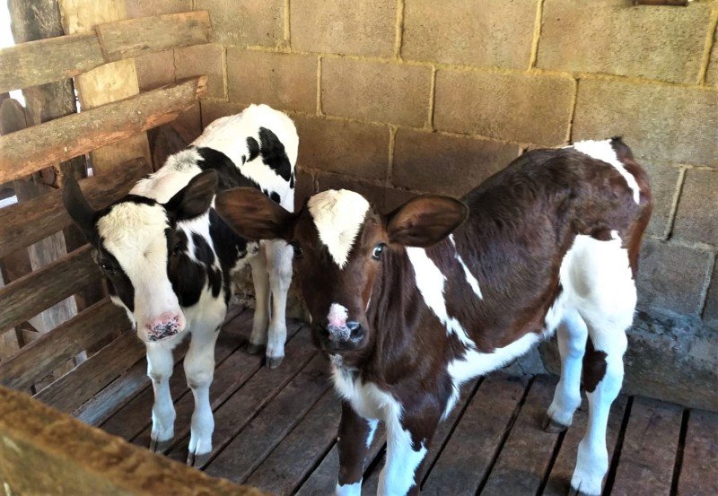 Pequenos pecuaristas do Sul de Minas investem na fertilização in vitro para melhoria do rebanho