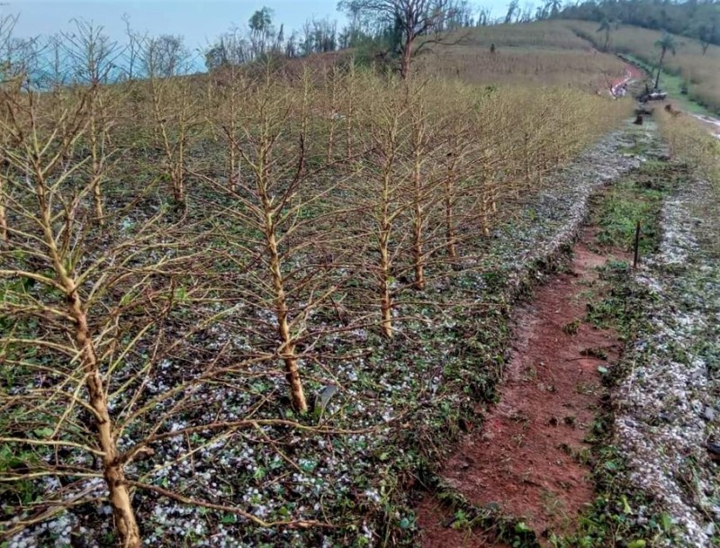 Emater-MG inicia novo levantamento de lavouras atingidas por chuvas de granizo 