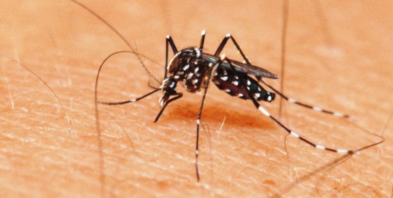 Feira de Santana registra aumento nos casos de dengue