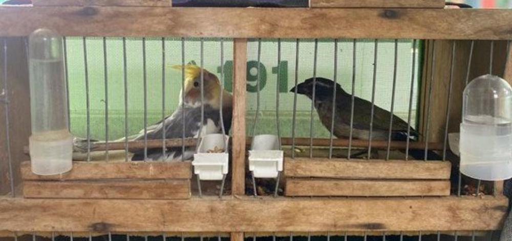 Passageira é flagrada com quatro pássaros e Calopsita dentro de mochila em ônibus na Bahia