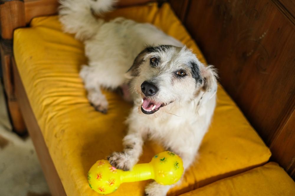 Pets podem participar do bloquinho de Carnaval?