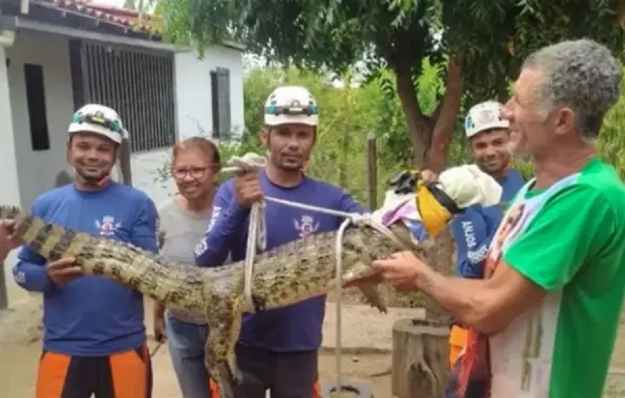 Riachão do Jacuípe: Jacaré com quase 2 metros é encontrado na zona rural