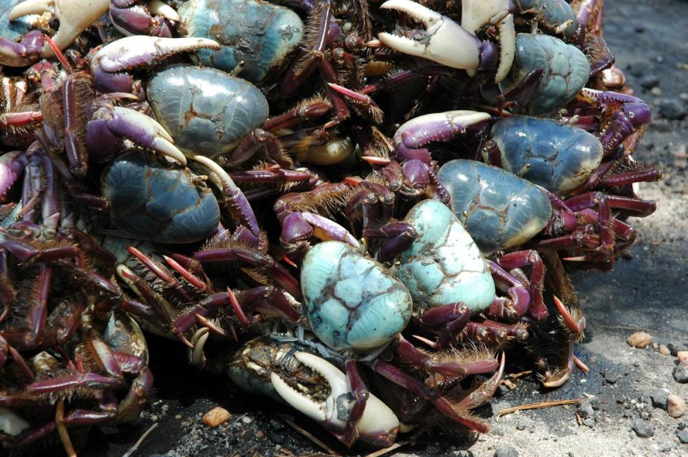 Mais de cinco mil caranguejos são resgatados no sul da Bahia