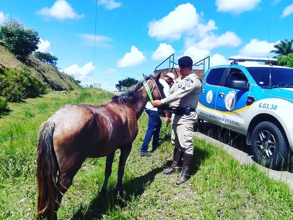 BPRv retoma projeto Pista não é Pasto nas estradas baianas