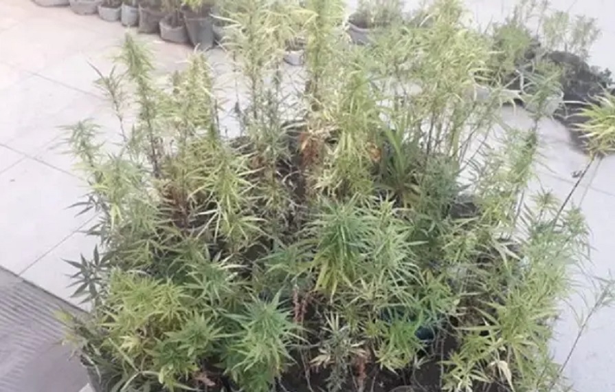 Polícia é acionada após homem agredir a mãe e encontra 3 mil pés de maconha