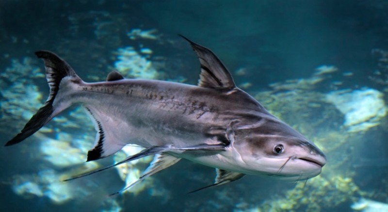 Surgimento de espécie de peixe natural do Vietnã no rio Jacuípe preocupa SEMMAM