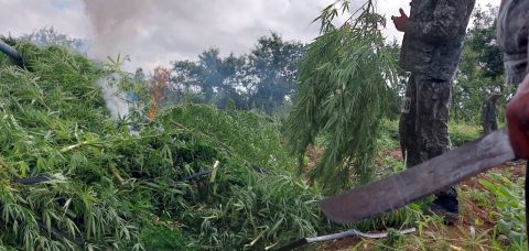 Cerca de R$ 2 milhões em pés de maconha foram incinerados na Bahia
