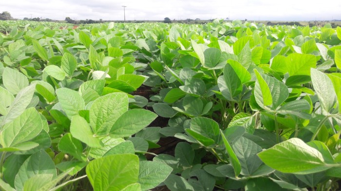 Exportações do agronegócio mineiro fecharam o 1º trimestre com receita de US$ 3,2 bi