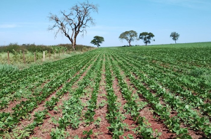 Feijão plantado com sementes distribuídas pela Emater-MG tem bom desenvolvimento em várias regiões de Minas Gerais