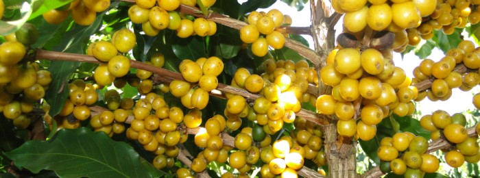 Programa de Melhoramento Genético do Cafeeiro busca mais produtividade e qualidade sensorial nas lavouras mineiras