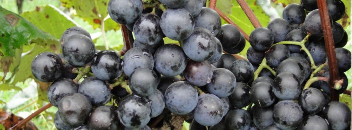 Epamig avalia elaboração de espumantes de uva Bordô