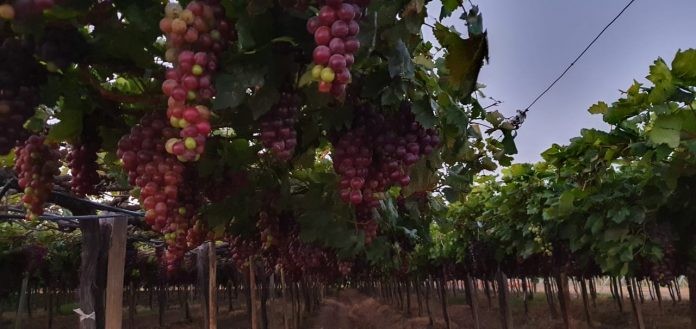 Vale do São Francisco recebe visita institucional do Ministério da Agricultura