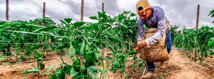 Edital seleciona municípios para execução do Programa de Aquisição de Alimentos em Minas