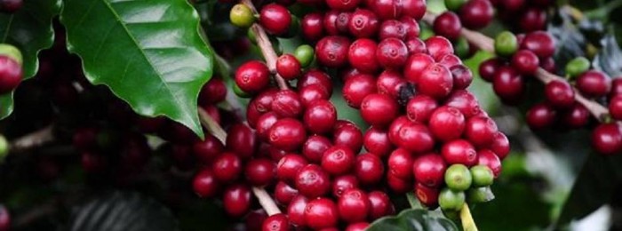 Divulgada lista dos classificados para a próxima etapa do 20º Concurso de Qualidade dos Cafés de Minas Gerais
