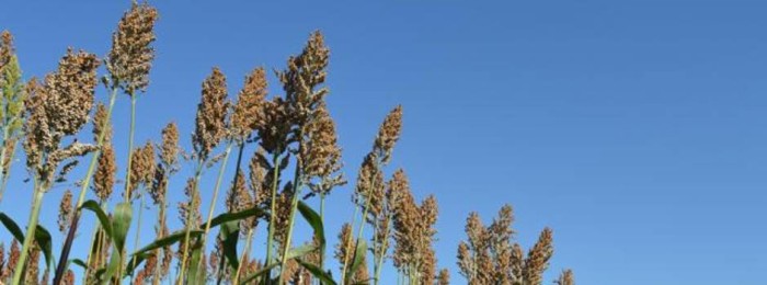 Produção mineira de sorgo cresce 84% e deve atingir 1,2 milhão de toneladas